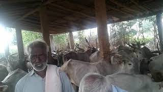 EXTRA ORDINARY HALLIKAR COWS HEARD IN ARREHALLI VILLAGE, ANEKAL TALUK, BENGALURU URBAN