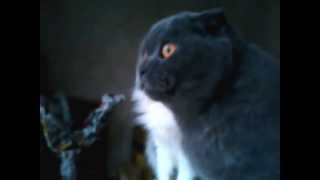 Кот ругается на птичек