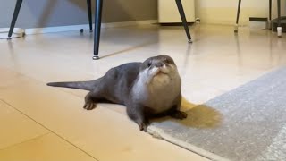 猫とイチャイチャしてる時だけやたら反応が早いカワウソ otter only reacts quickly when owner flirting with the cat