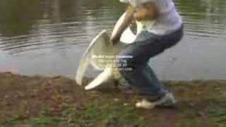 When Swans Attack