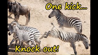 Zebra kicks blue wildebeest lights-out!