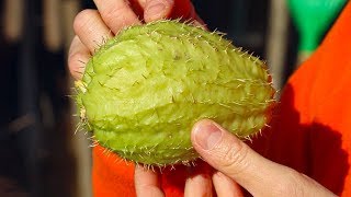 Sechium Edule Chayote stalking alle aziende agricole Zucca centenaria melanzana spinosa