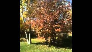 Fall in rafter j