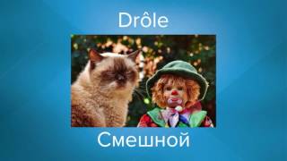 11 [Прилагательных] ежедневные на французском