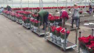 2016 - Poinsettia ausliefern