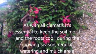 Clematis Abundance viticella In bloom, Help care tips.