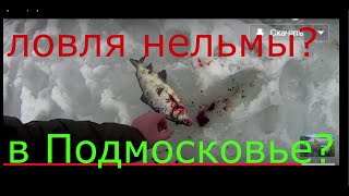 Ловля нельмы,сига,чира,форели на комерческих водоемах,платниках,Подмосковья