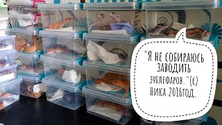 Первые переселенцы в Совиный дол. Драконы понаехали!