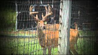 The Armstrong Brothers from Alabama | Deer & Wildlife Stories