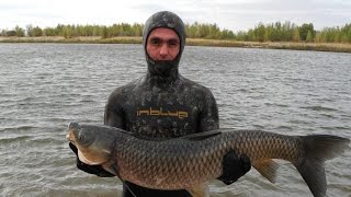 Подводная охота на белого амура летом.