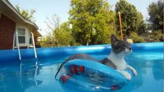 cat swiming and floating in pool   ( GoPro Hero )