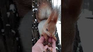 Белка и её жених / Squirrel and her fiance