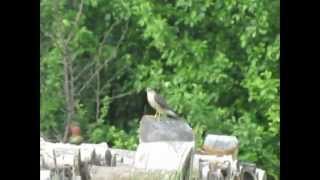 Épervier brun qui arrive aux mangeoires d'oiseaux.