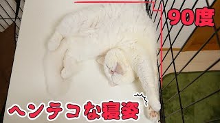変な寝方をする猫を発見しました！