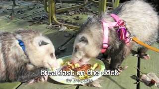 Possum Posse Elvis and Orchid go to Grandma's house