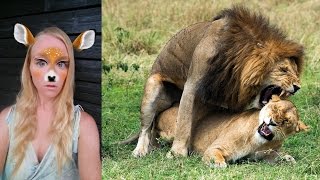 Le lion tue la gazelle + VLOG repas