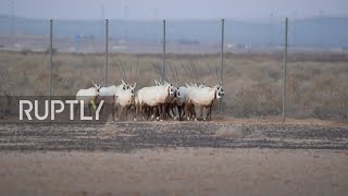 Jordan: Shawmari Reserve receives 20 endangered Arabian oryx from UAE