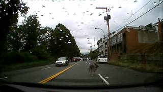 Dog almost got hit