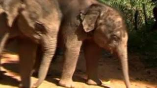 Naissance exceptionnelle d'éléphants jumeaux
