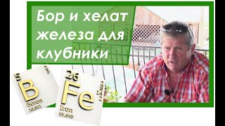 Применение бора и хелата железа на клубнике.