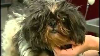 Funny Animal Abuse Commercial