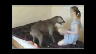 Girl play dog