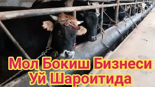 МОЛ БОҚИШ БИЗНЕСИ УЙ ШАРОЙИТИДА ОСОН УСУЛИ