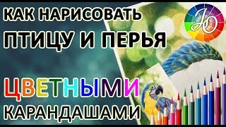 РИСУЕМ ПТИЦУ. Как нарисовать птицу и оперение цветными карандашами в технике реализма.