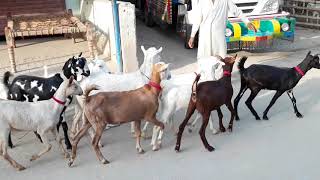 Daddy bakriyan for sale Sabir goat farm Dera Ghazi Khan