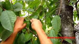 www.horticultorul.ro Altoirea Pomilor Fructiferi  Vara-Toamna