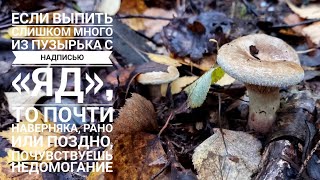 В лес на поиски триходермы и прочей жёваной древесной долбанины