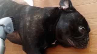 フレンチブルドッグ Frenchbulldog BEN ベンの好きなやつ♡掃除機のブラシ