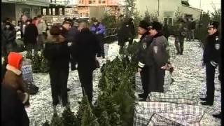 Тиса-1.Традиційний атрибут Різдва.