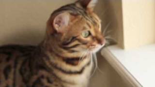 Bengal Talking to the Lawn Mower