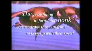 Lessons from Geese