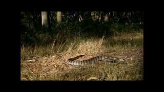 Tiger Snake Release Main Ridge 6.3.13