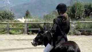 âne en dressage