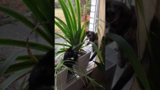 Roliga katter - Blixten och Sally busar bland blomkrukor