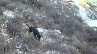 Η Κατίνα εκπαιδευει (Ελληνικός Ιχνηλάτης πιάνει λαγό)