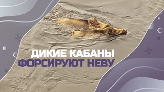 Открытие пляжного сезона: жители Ленобласти засняли диких кабанов на Неве