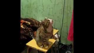котик просит, чтобы его погладили *__*