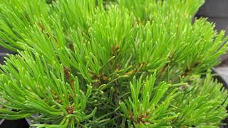 Pumilio törpefenyő / Pinus mugo var. pumilio