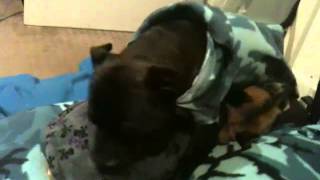 Homosexual Gay Dogs - Mating Ritual