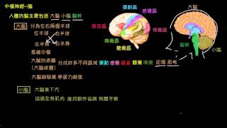 中樞神經--腦