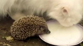 Кошка и ёжик