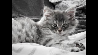 siberian cat 4 months - kot syberyjski 4 miesięczny