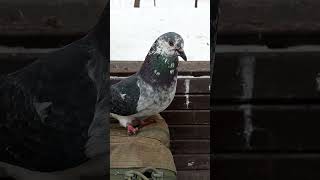 Мне говорили, что цветного голубя трудно приручить / Tamed a multicolored pigeon