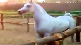 الحصان العربي الاصيل.العنيد