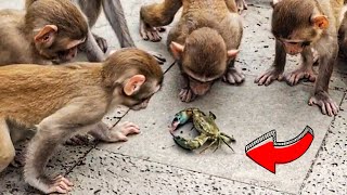25 Случаев, Когда Животные Были Слишком Любопытными