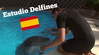 Estudio Delfines